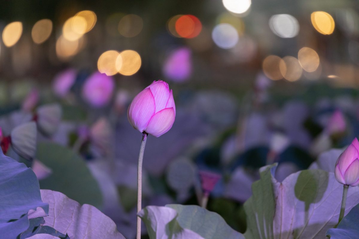 21千秋蓮まつり Lotus Festival 仮称 東北のまつり 東北のまつりの最新情報を発信 21千秋蓮まつり Lotus Festival 仮称 東北のまつり 東北のまつりの最新情報を発信